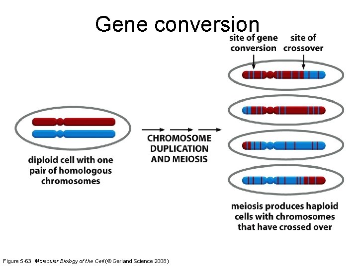 Gene conversion Figure 5 -63 Molecular Biology of the Cell (© Garland Science 2008)