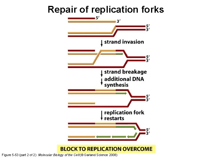 Repair of replication forks Figure 5 -53 (part 2 of 2) Molecular Biology of