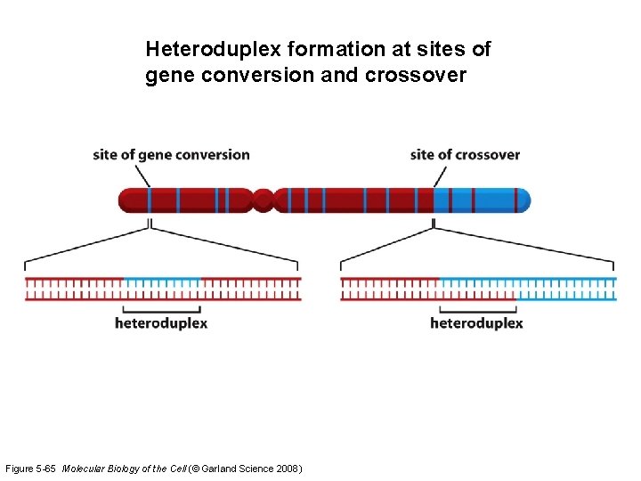 Heteroduplex formation at sites of gene conversion and crossover Figure 5 -65 Molecular Biology