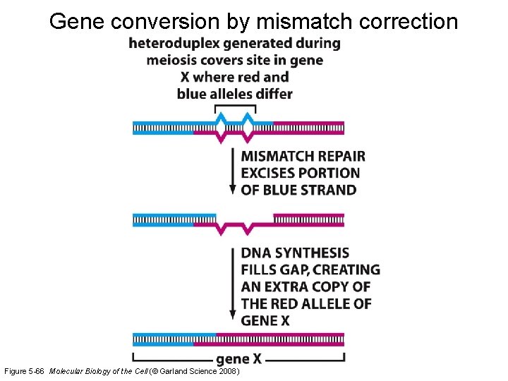 Gene conversion by mismatch correction Figure 5 -66 Molecular Biology of the Cell (©