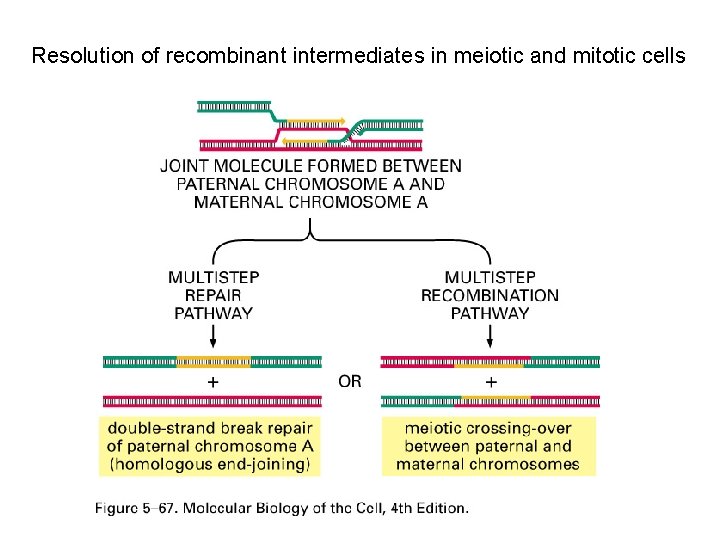 Resolution of recombinant intermediates in meiotic and mitotic cells 