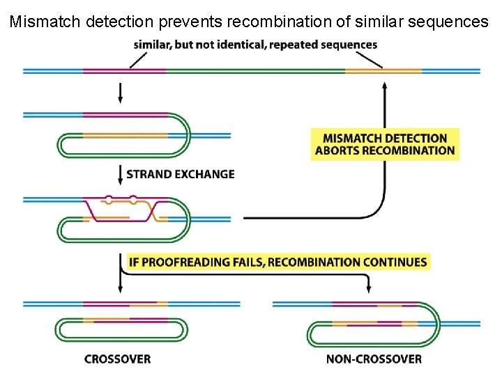 Mismatch detection prevents recombination of similar sequences 