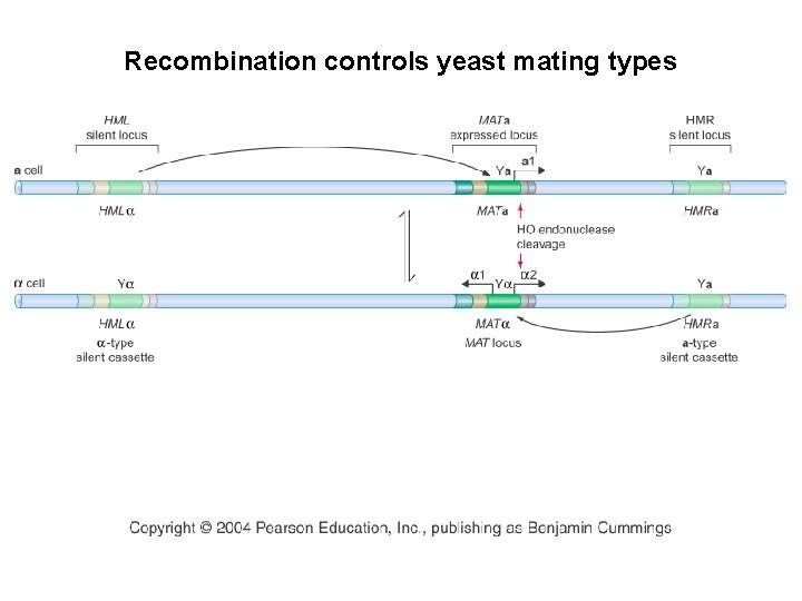 Recombination controls yeast mating types 