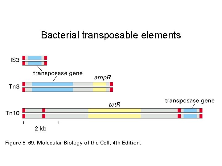 Bacterial transposable elements 