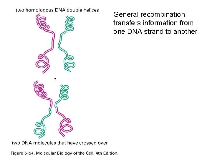 General recombination transfers information from one DNA strand to another 