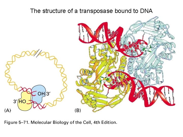 The structure of a transposase bound to DNA 