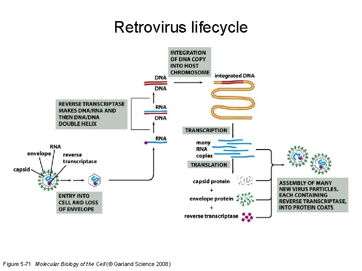 Retrovirus lifecycle Figure 5 -71 Molecular Biology of the Cell (© Garland Science 2008)