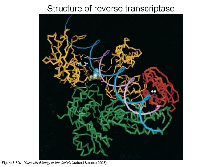 Structure of reverse transcriptase Figure 5 -72 a Molecular Biology of the Cell (©