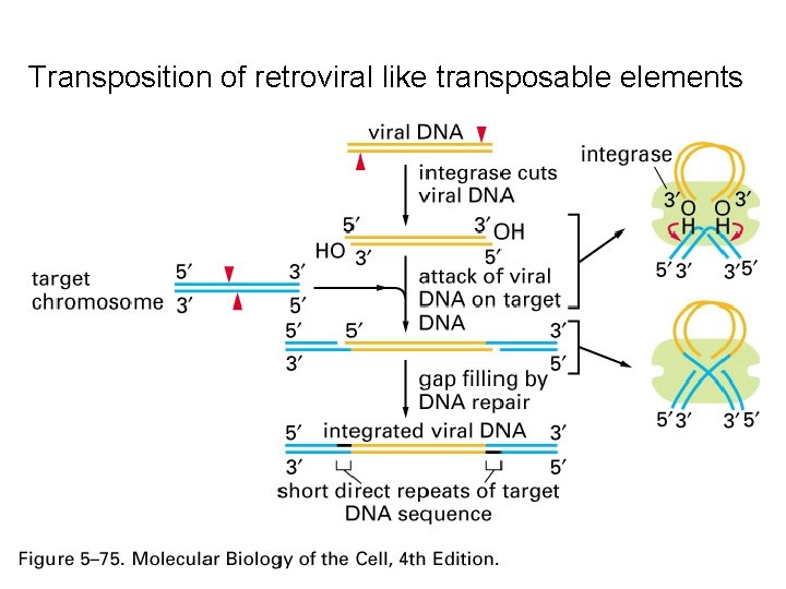 Transposition of retroviral like transposable elements 