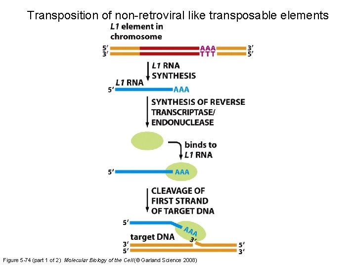 Transposition of non-retroviral like transposable elements Figure 5 -74 (part 1 of 2) Molecular