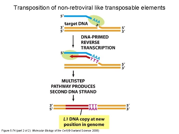 Transposition of non-retroviral like transposable elements Figure 5 -74 (part 2 of 2) Molecular