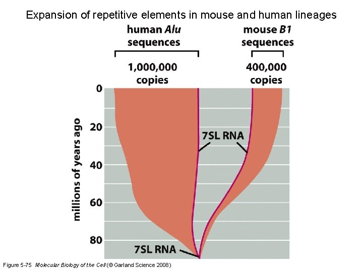 Expansion of repetitive elements in mouse and human lineages Figure 5 -75 Molecular Biology