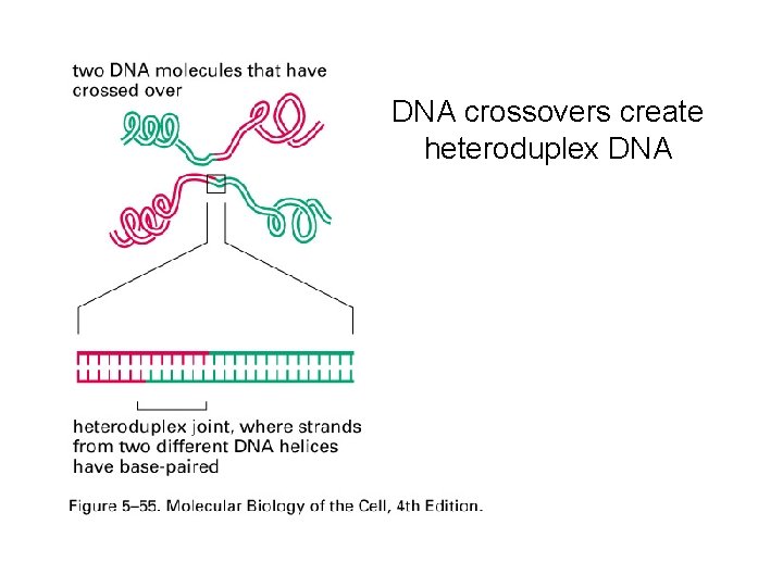 DNA crossovers create heteroduplex DNA 