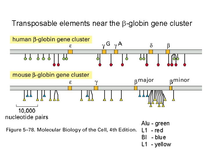 Transposable elements near the -globin gene cluster Alu - green L 1 - red