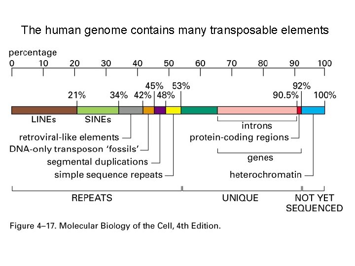 The human genome contains many transposable elements 