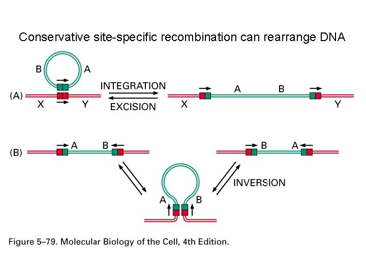 Conservative site-specific recombination can rearrange DNA 