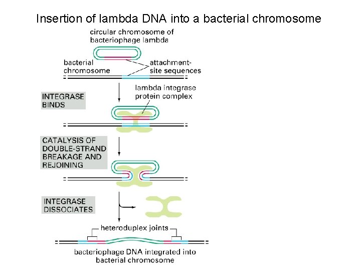 Insertion of lambda DNA into a bacterial chromosome 