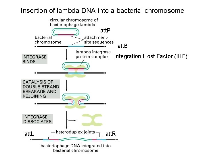 Insertion of lambda DNA into a bacterial chromosome att. P att. B Integration Host