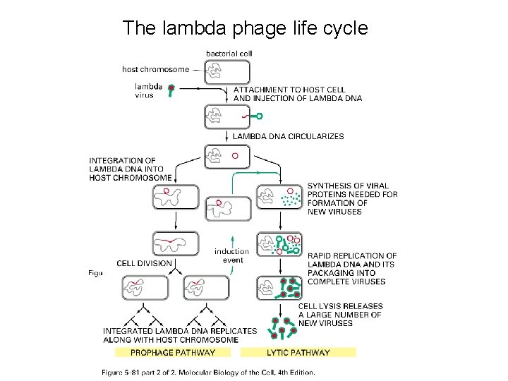 The lambda phage life cycle 