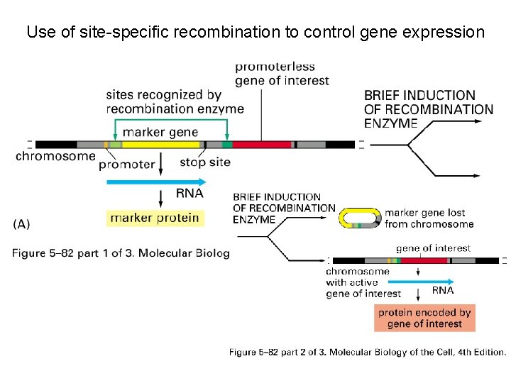 Use of site-specific recombination to control gene expression 