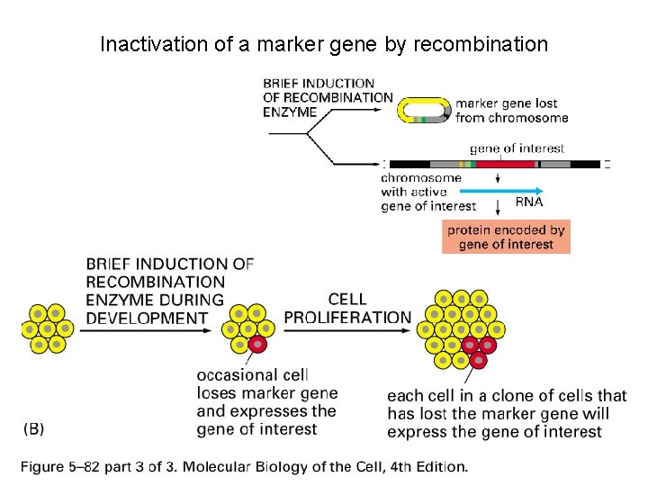 Inactivation of a marker gene by recombination 