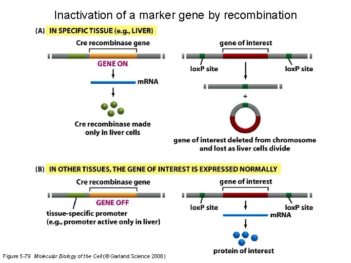 Inactivation of a marker gene by recombination Figure 5 -79 Molecular Biology of the