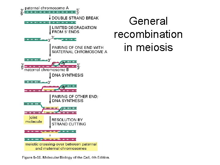 General recombination in meiosis 