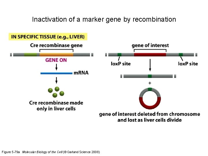 Inactivation of a marker gene by recombination Figure 5 -79 a Molecular Biology of