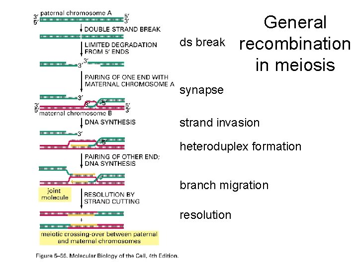 ds break General recombination in meiosis synapse strand invasion heteroduplex formation branch migration resolution