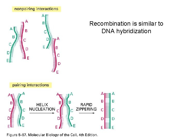 Recombination is similar to DNA hybridization 