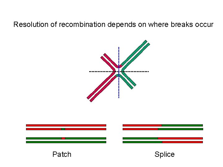 Resolution of recombination depends on where breaks occur Patch Splice 
