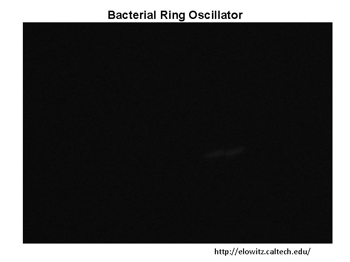 Bacterial Ring Oscillator http: //elowitz. caltech. edu/ 