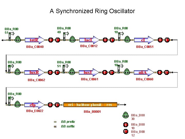 A Synchronized Ring Oscillator BBa_R 00 40 BBa_R 00 51 P RBS tet. R