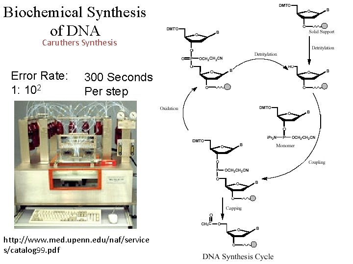 Biochemical Synthesis of DNA Caruthers Synthesis Error Rate: 1: 102 300 Seconds Per step