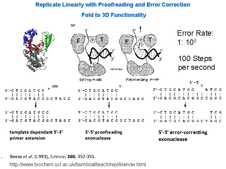 1. Replicate Linearly with Proofreading and Error Correction Fold to 3 D Functionality Error