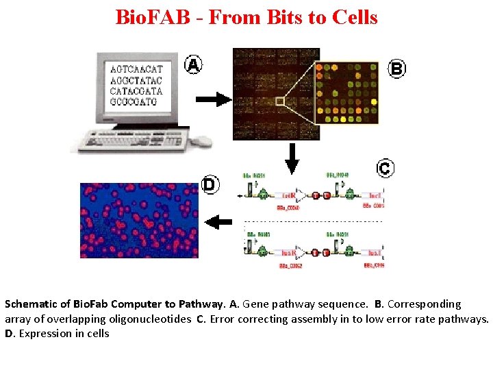 Bio. FAB - From Bits to Cells Schematic of Bio. Fab Computer to Pathway.