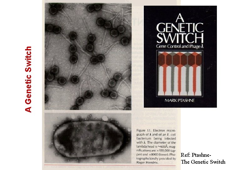 A Genetic Switch Ref: Ptashne. The Genetic Switch 