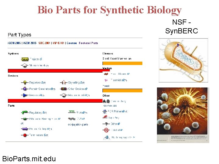 Bio Parts for Synthetic Biology NSF - Syn. BERC Bio. Parts. mit. edu 