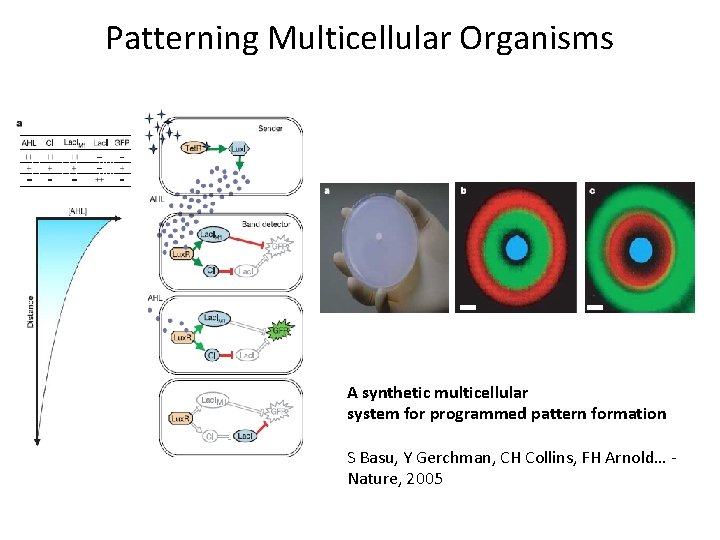 Patterning Multicellular Organisms A synthetic multicellular system for programmed pattern formation S Basu, Y