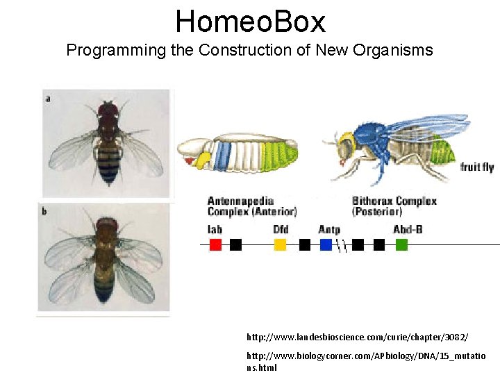 Homeo. Box Programming the Construction of New Organisms http: //www. landesbioscience. com/curie/chapter/3082/ http: //www.