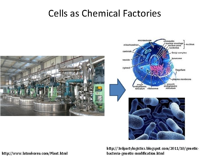 Cells as Chemical Factories http: //www. latonkorea. com/Plant. html http: //3 rdpartylogistics. blogspot. com/2011/10/geneticbacteria-genetic-modification.
