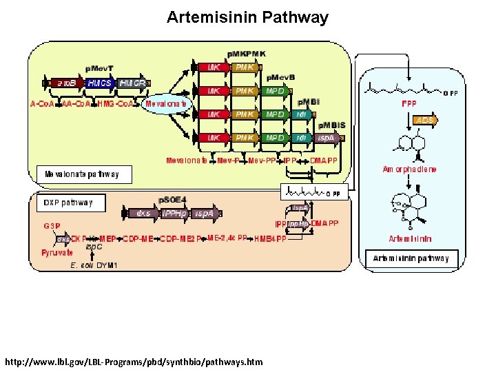 Artemisinin Pathway http: //www. lbl. gov/LBL-Programs/pbd/synthbio/pathways. htm 