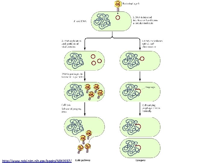 http: //www. ncbi. nlm. nih. gov/books/NBK 9937/ 