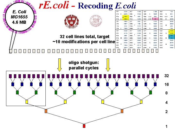 E. Coli MG 1655 4. 6 MB r. E. coli - Recoding E. coli
