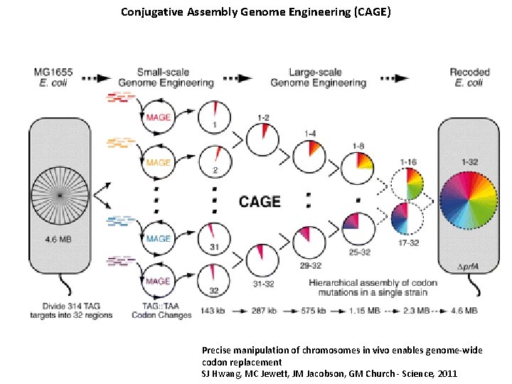 Conjugative Assembly Genome Engineering (CAGE) Precise manipulation of chromosomes in vivo enables genome-wide codon