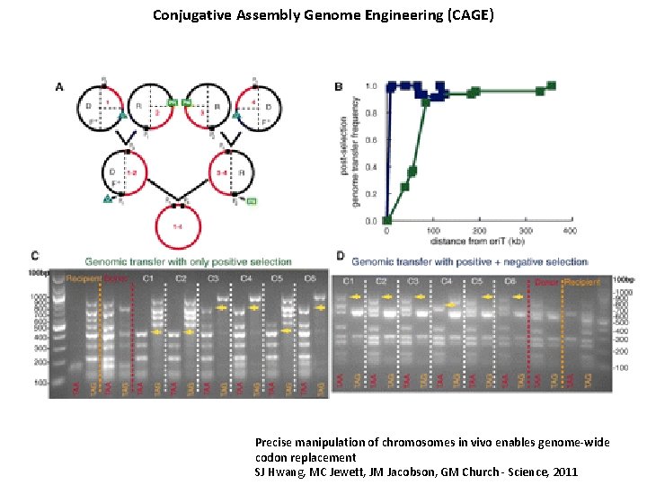 Conjugative Assembly Genome Engineering (CAGE) Precise manipulation of chromosomes in vivo enables genome-wide codon
