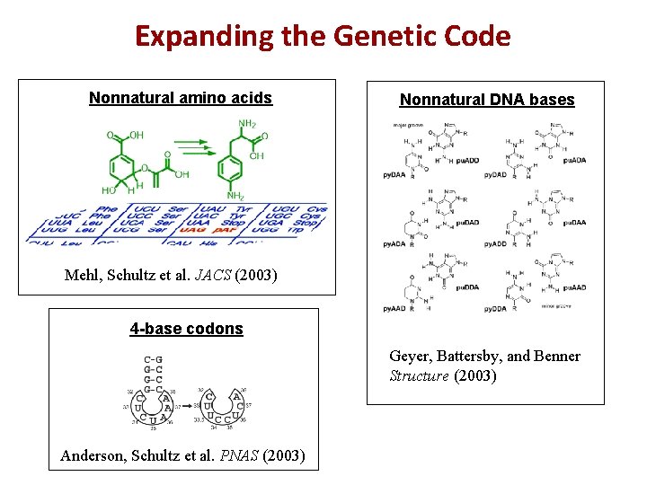 Expanding the Genetic Code Nonnatural amino acids Nonnatural DNA bases Mehl, Schultz et al.