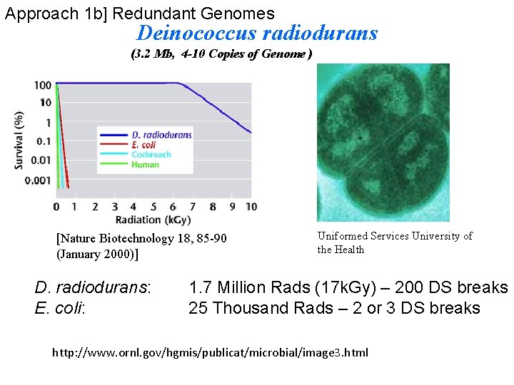 Approach 1 b] Redundant Genomes Deinococcus radiodurans (3. 2 Mb, 4 -10 Copies of