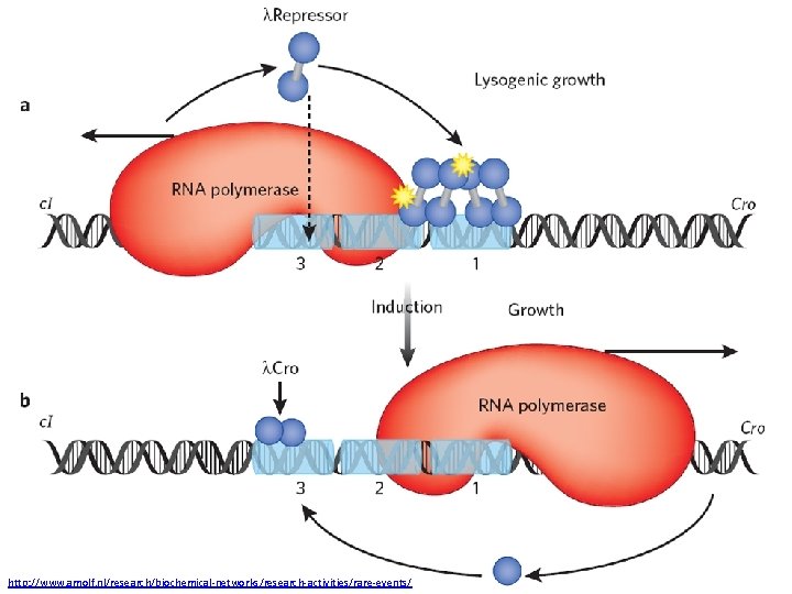 http: //www. amolf. nl/research/biochemical-networks/research-activities/rare-events/ 