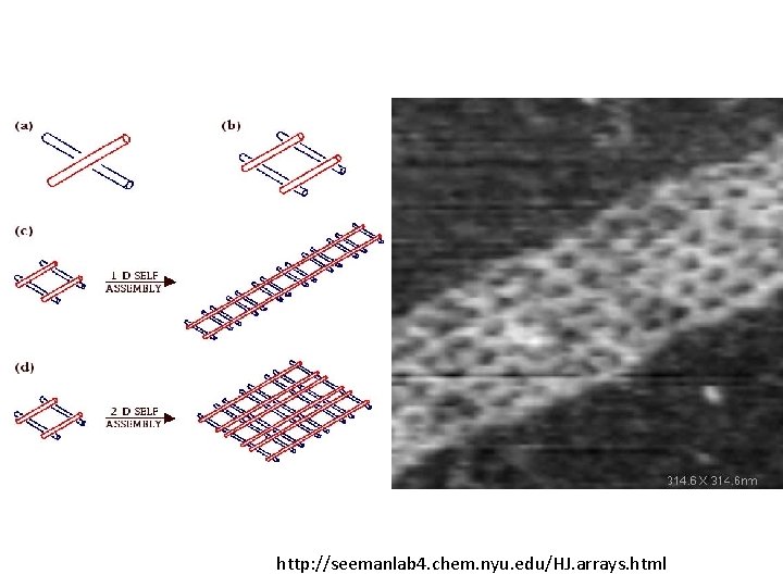Holliday Junctions http: //seemanlab 4. chem. nyu. edu/HJ. arrays. html 